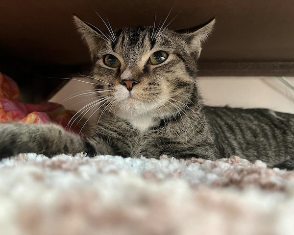 Enlarge Simon, a Adopted Domestic Short Hair in Columbus, OH image 2/4