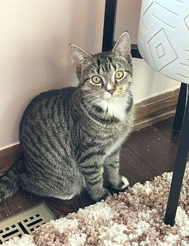 Enlarge Simon, a Adopted Domestic Short Hair in Columbus, OH image 4/4