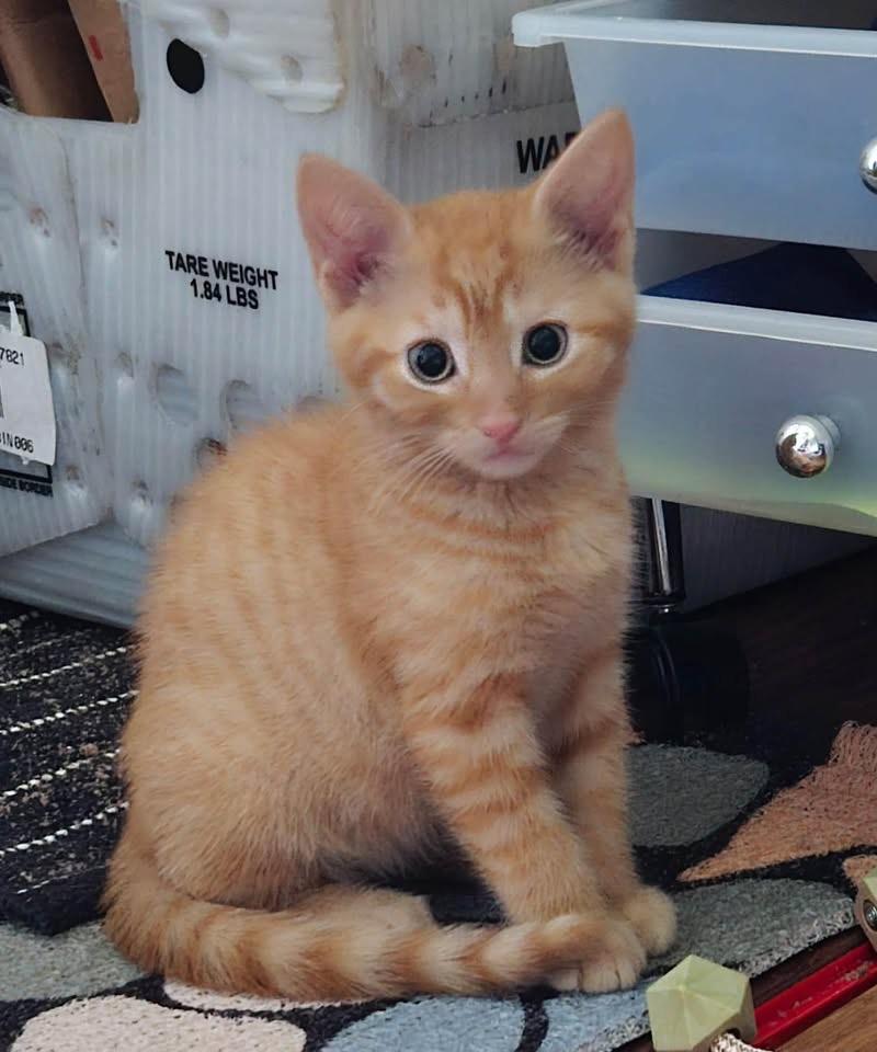 Urchin, adopted, Kitten Male Domestic Short Hair.