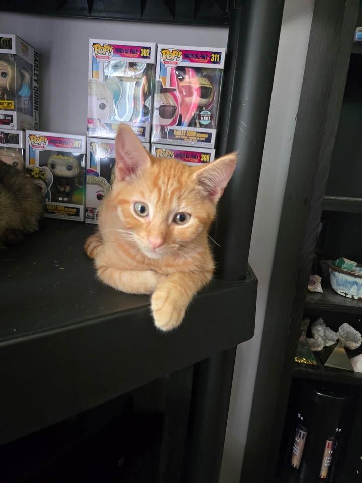 Urchin, an adopted mixed breed in Succasunna, NJ image 3/3