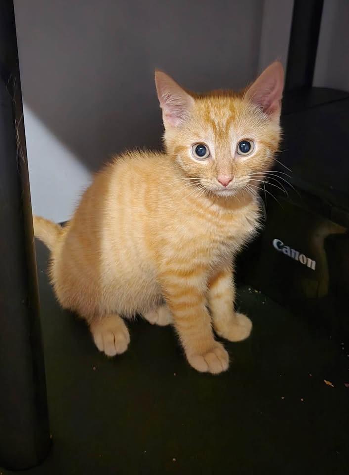 Urchin, an adopted mixed breed in Succasunna, NJ image 2/3