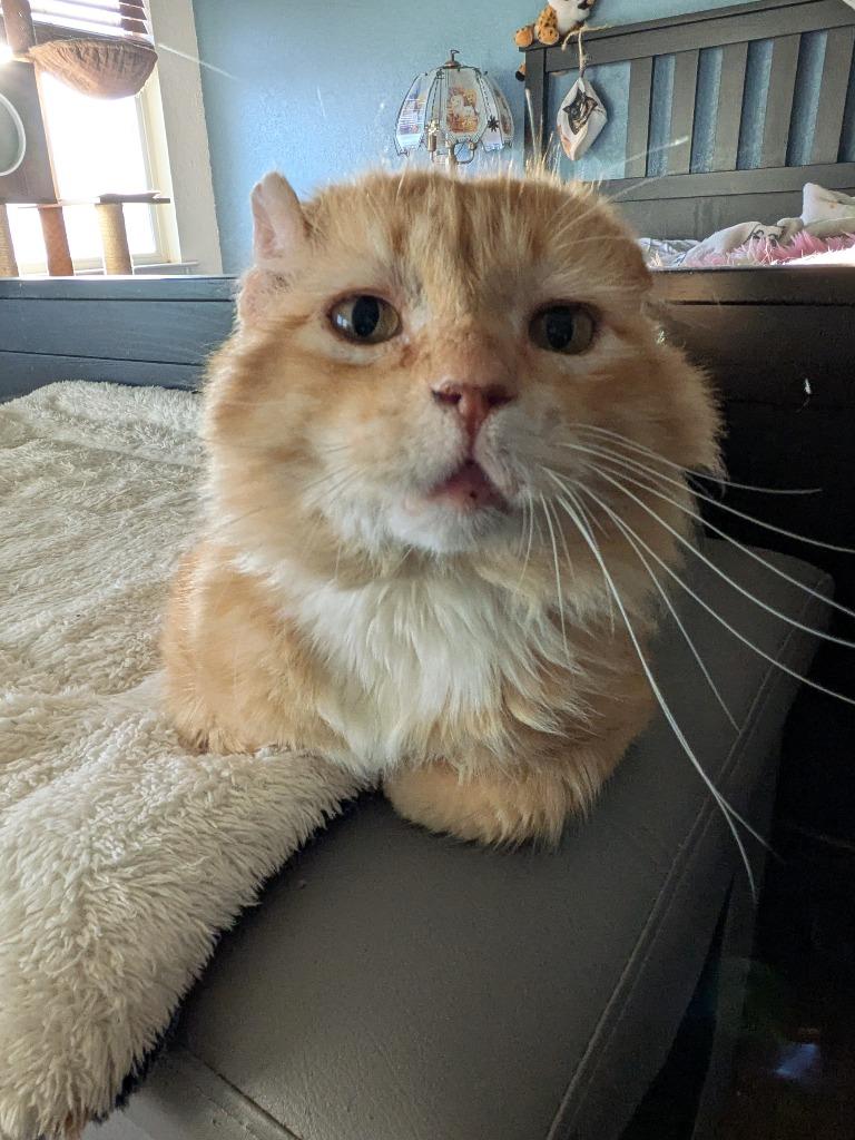 Walter McFluffy, a Adoptable Tabby in San Antonio, TX image 2/6