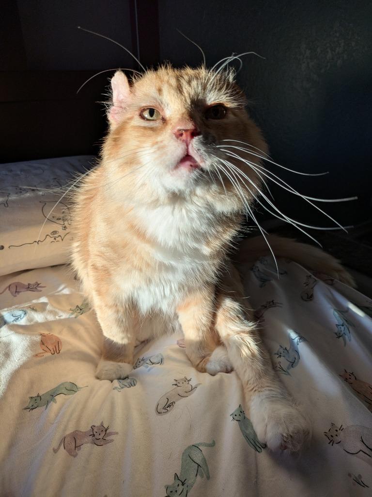 Enlarge Walter McFluffy, a Adoptable Tabby in San Antonio, TX image 1/6