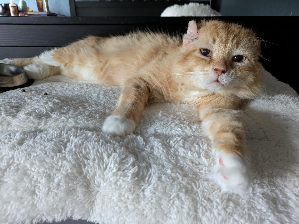 Walter McFluffy, Adoptable, Senior Male Tabby.