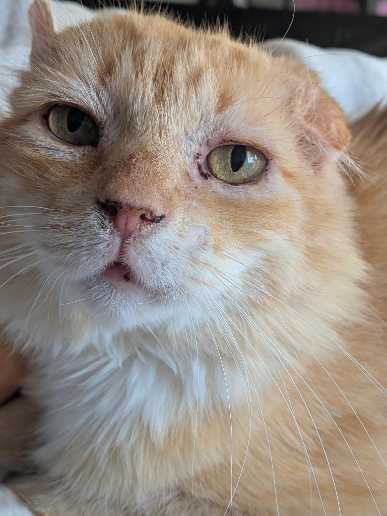 Enlarge Walter McFluffy, a Adoptable Tabby in San Antonio, TX image 2/5