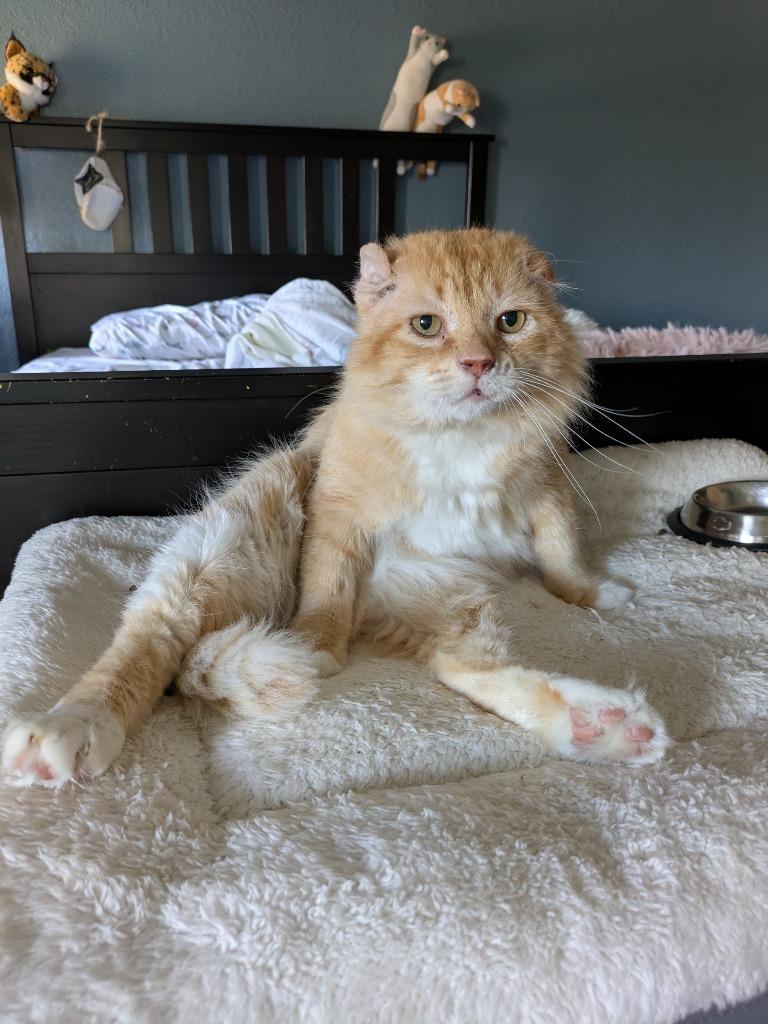 Enlarge Walter McFluffy, a Adoptable Tabby in San Antonio, TX image 3/6