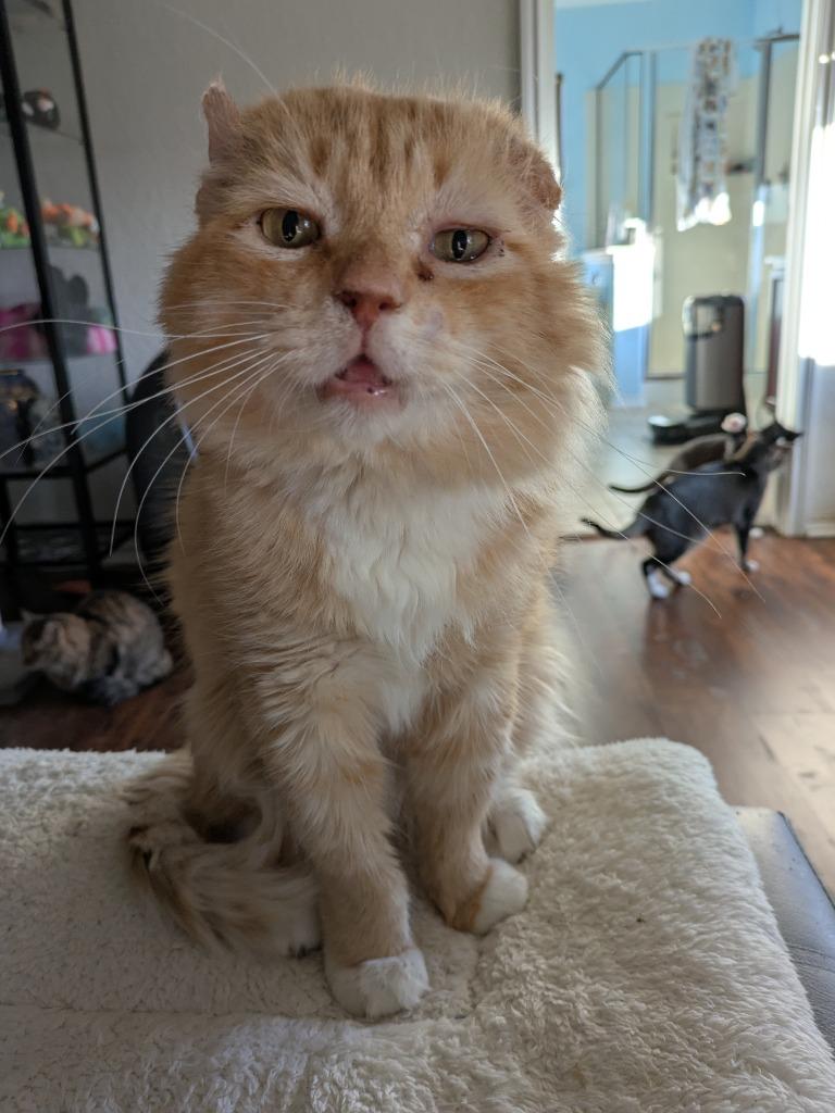 Enlarge Walter McFluffy, a Adoptable Tabby in San Antonio, TX image 5/6