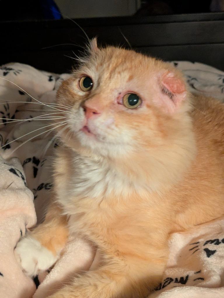 Enlarge Walter McFluffy, a Adoptable Tabby in San Antonio, TX image 6/6