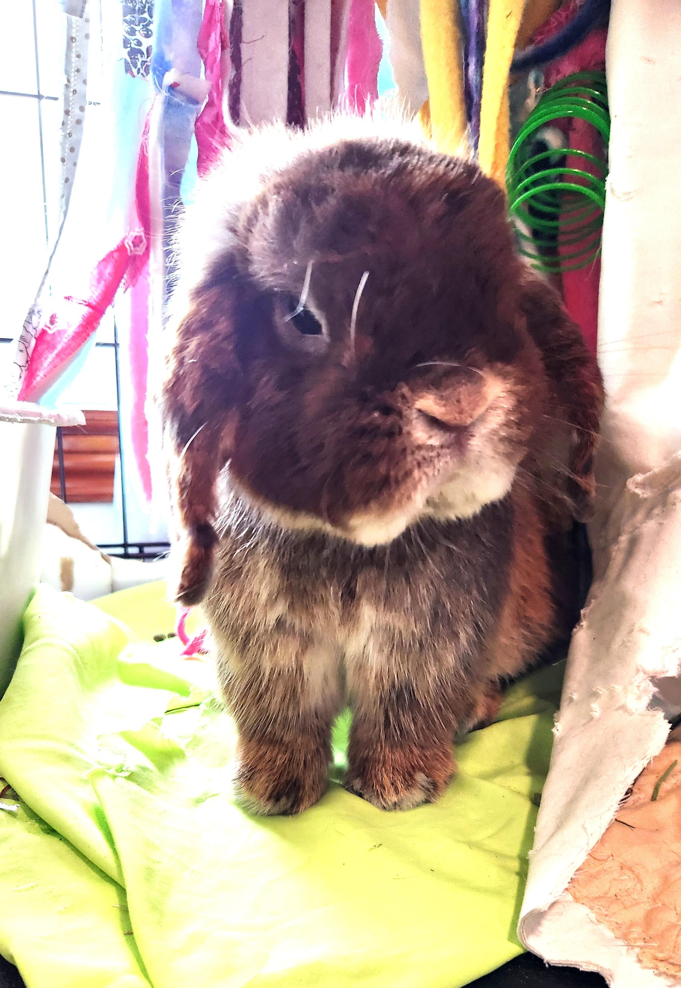 PoppaLop, a Adoptable mixed breed in Paradis, LA image 2/4