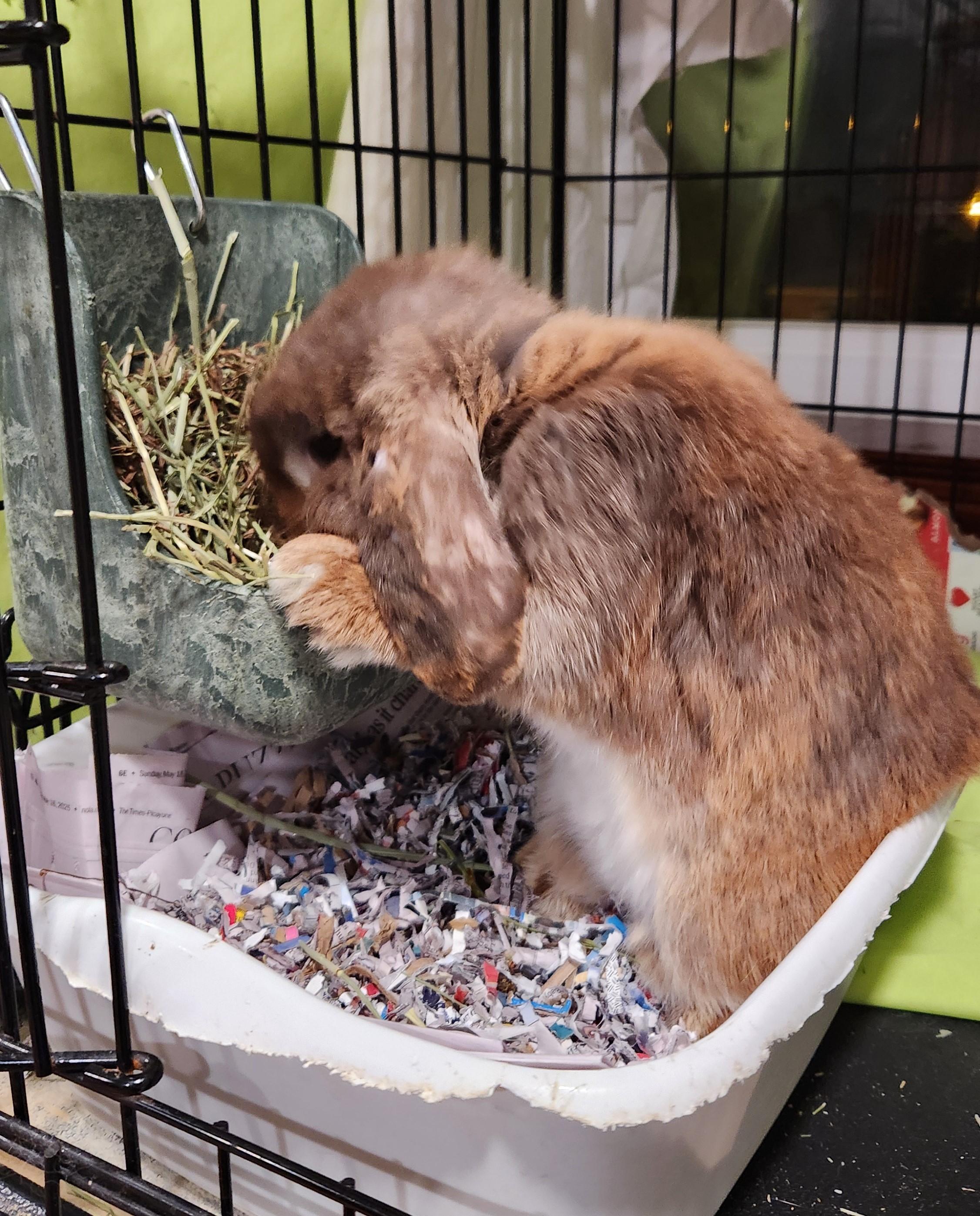 PoppaLop, a Adoptable mixed breed in Paradis, LA image 4/4