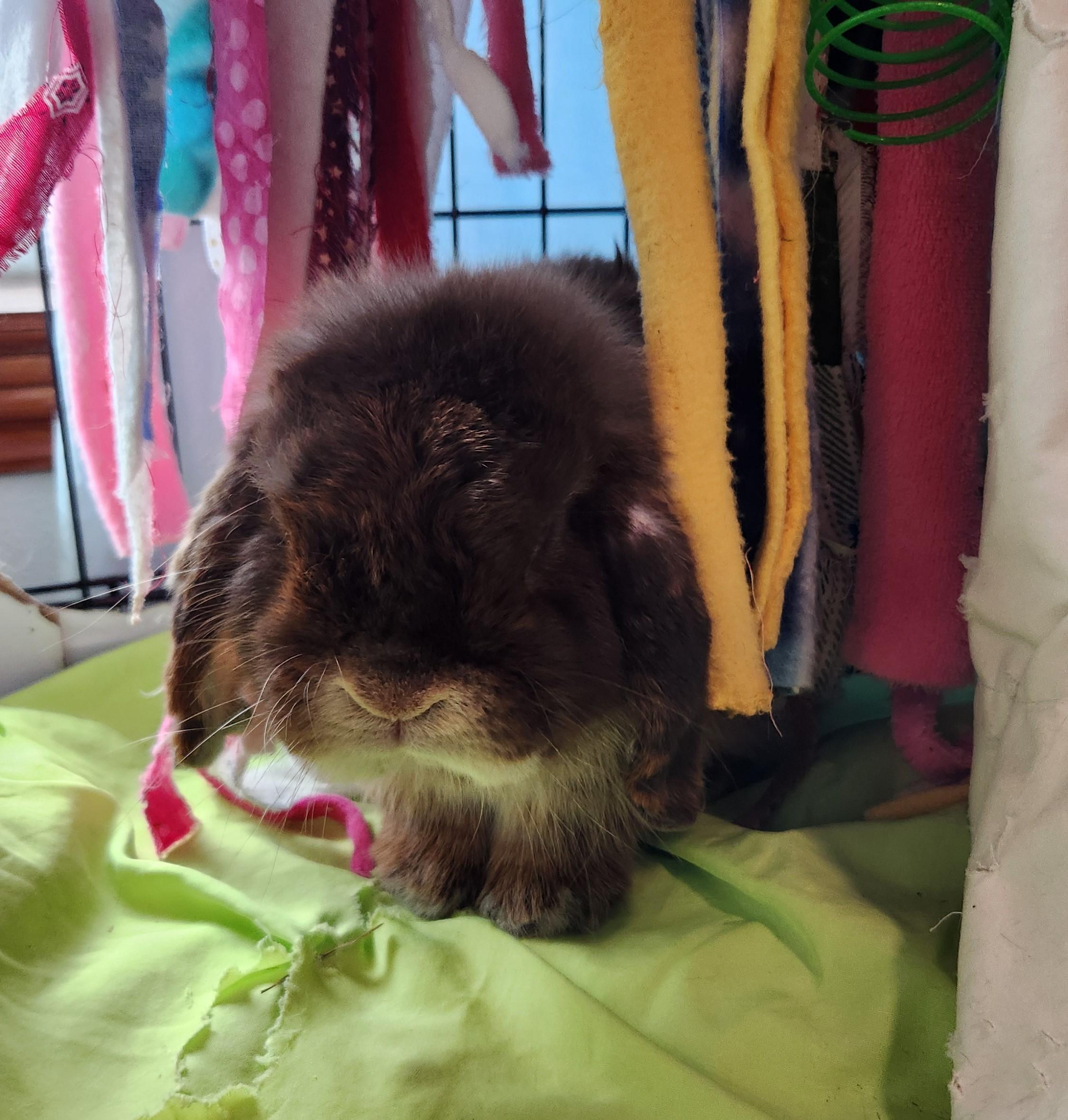 PoppaLop, a Adoptable mixed breed in Paradis, LA image 1/4