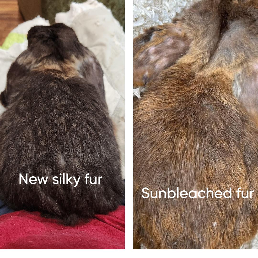 PoppaLop, a Adoptable mixed breed in Paradis, LA image 3/4