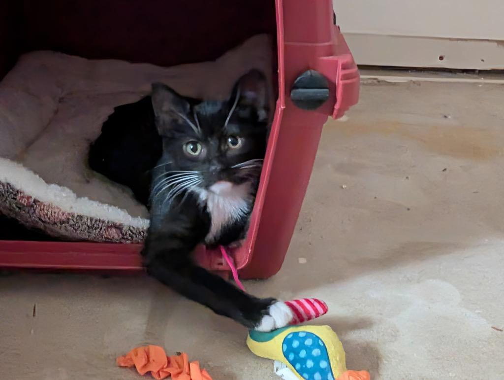 Tuxie, Adoptable, Kitten Female Domestic Short Hair.