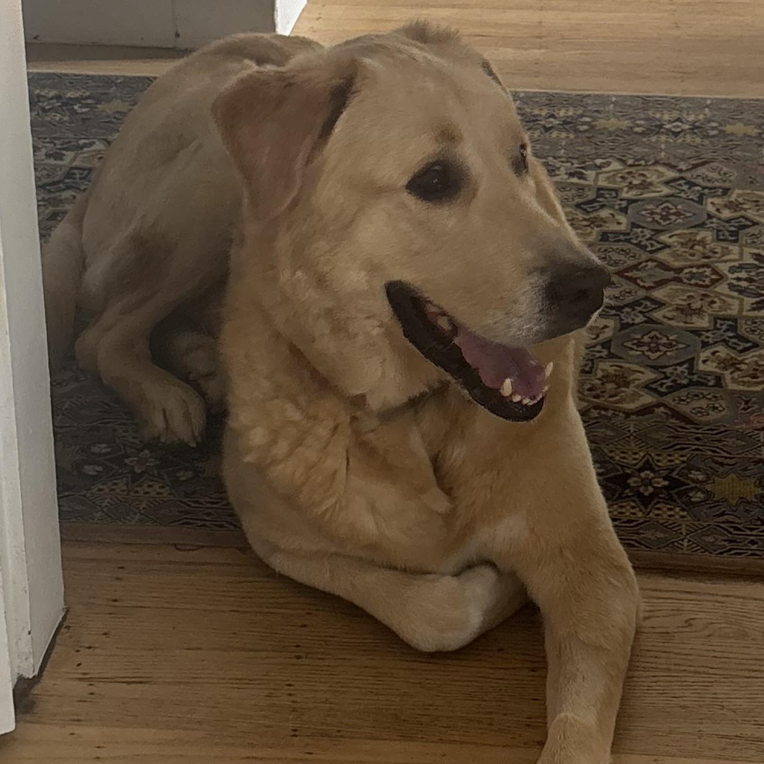 Waylon, ADOPTABLE, Adult Male Labrador Retriever & Golden Retriever.