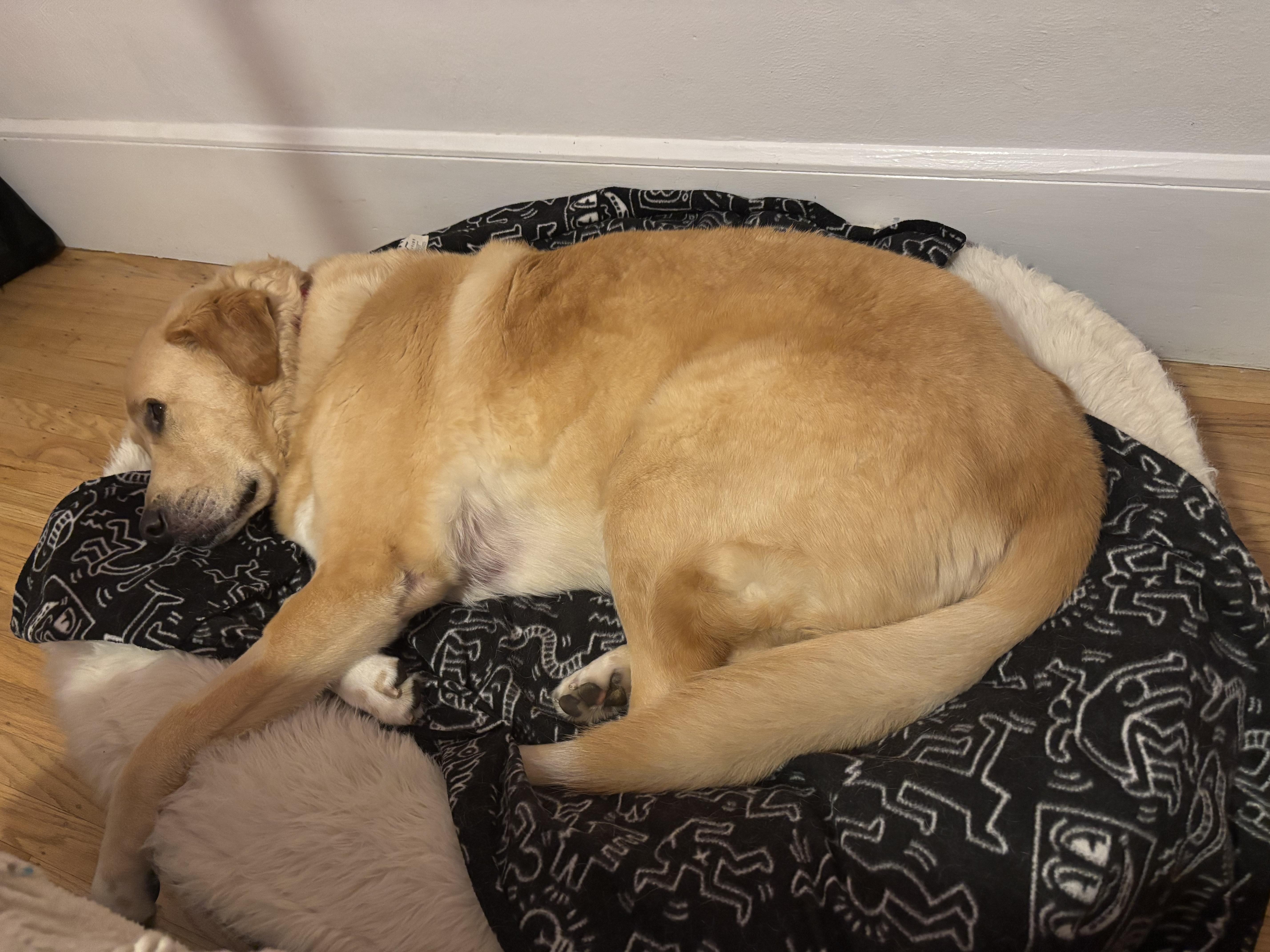 Waylon, a ADOPTABLE mixed breed in San Francisco, CA image 2/3