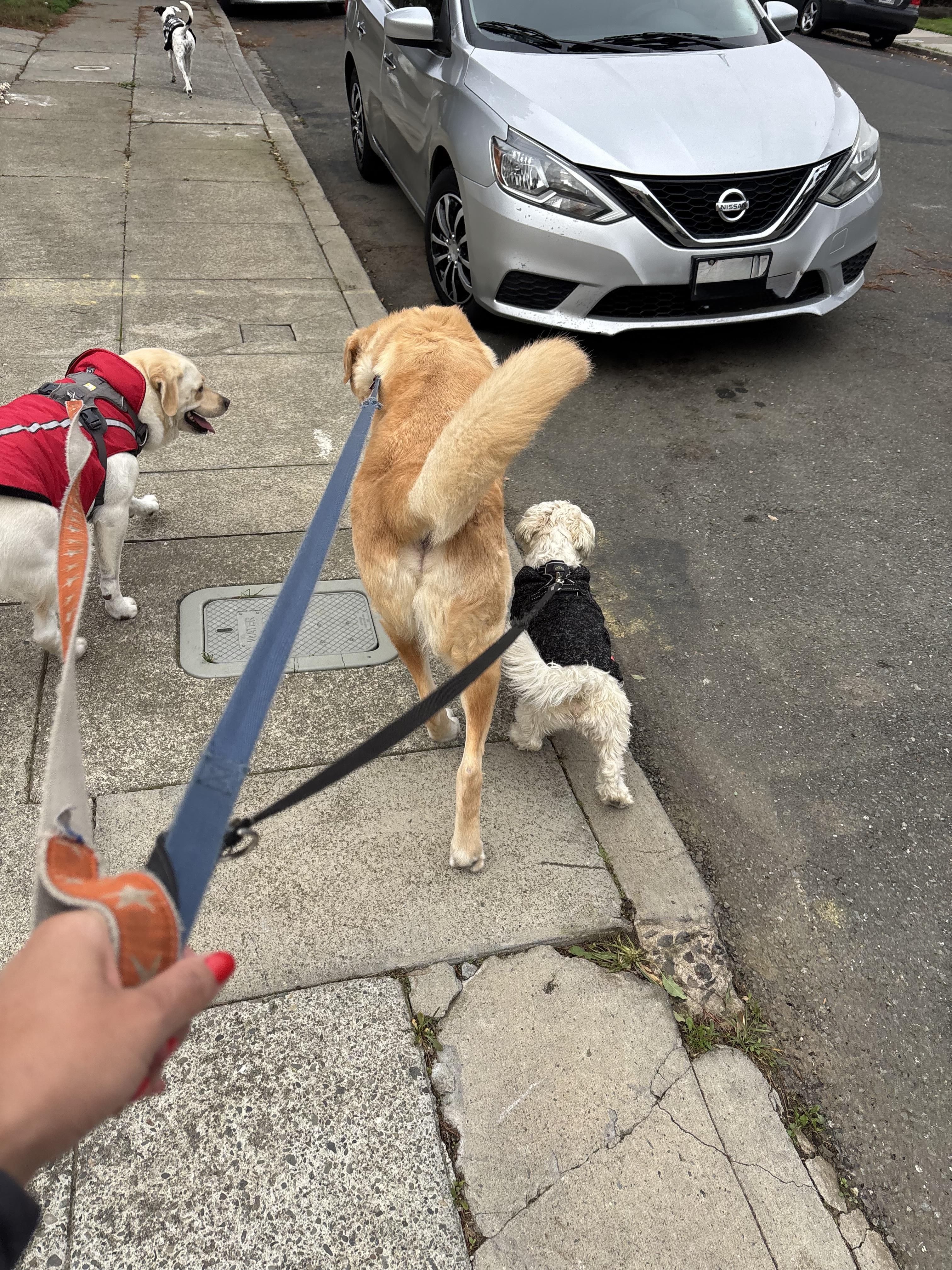 Waylon — thumbnail 3