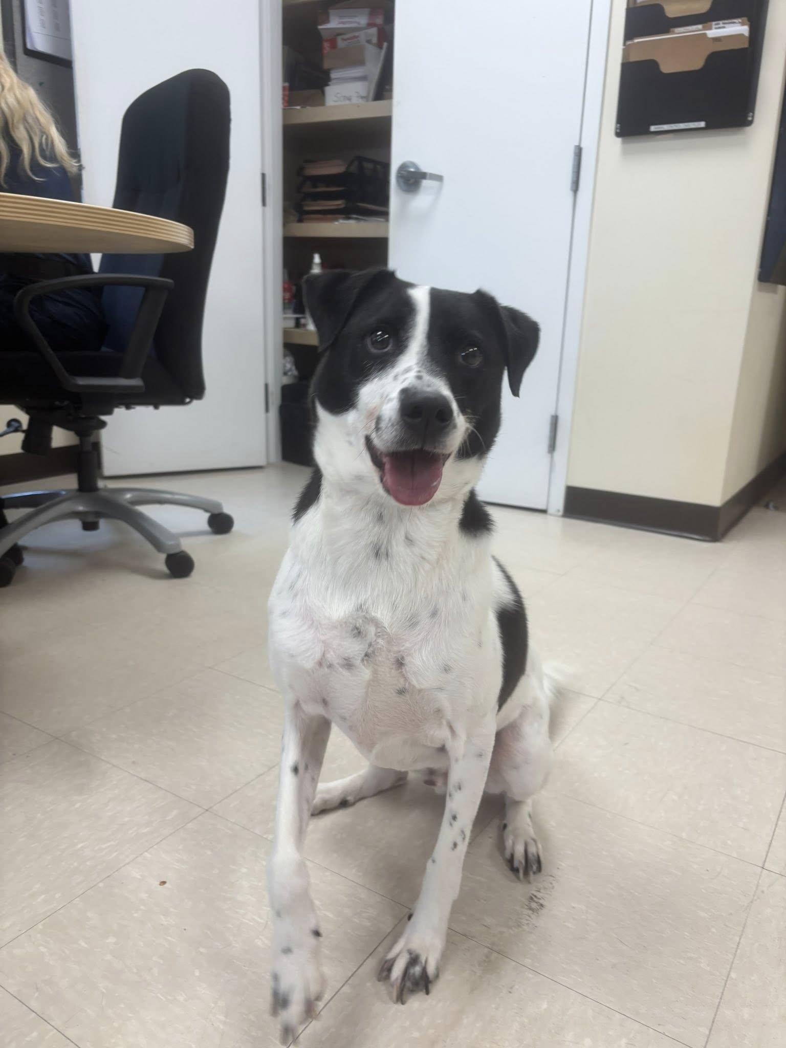 Kodi, Adult Male Hound