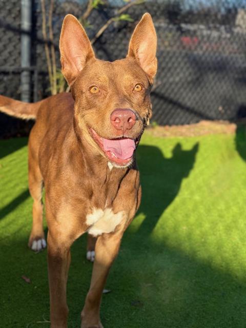Enlarge BRITTANY, a Adoptable Australian Kelpie in Sugar Land, TX image 1/1
