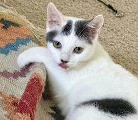 Kleya (bonded with Chewie), Adoptable, Kitten Female Domestic Short Hair.