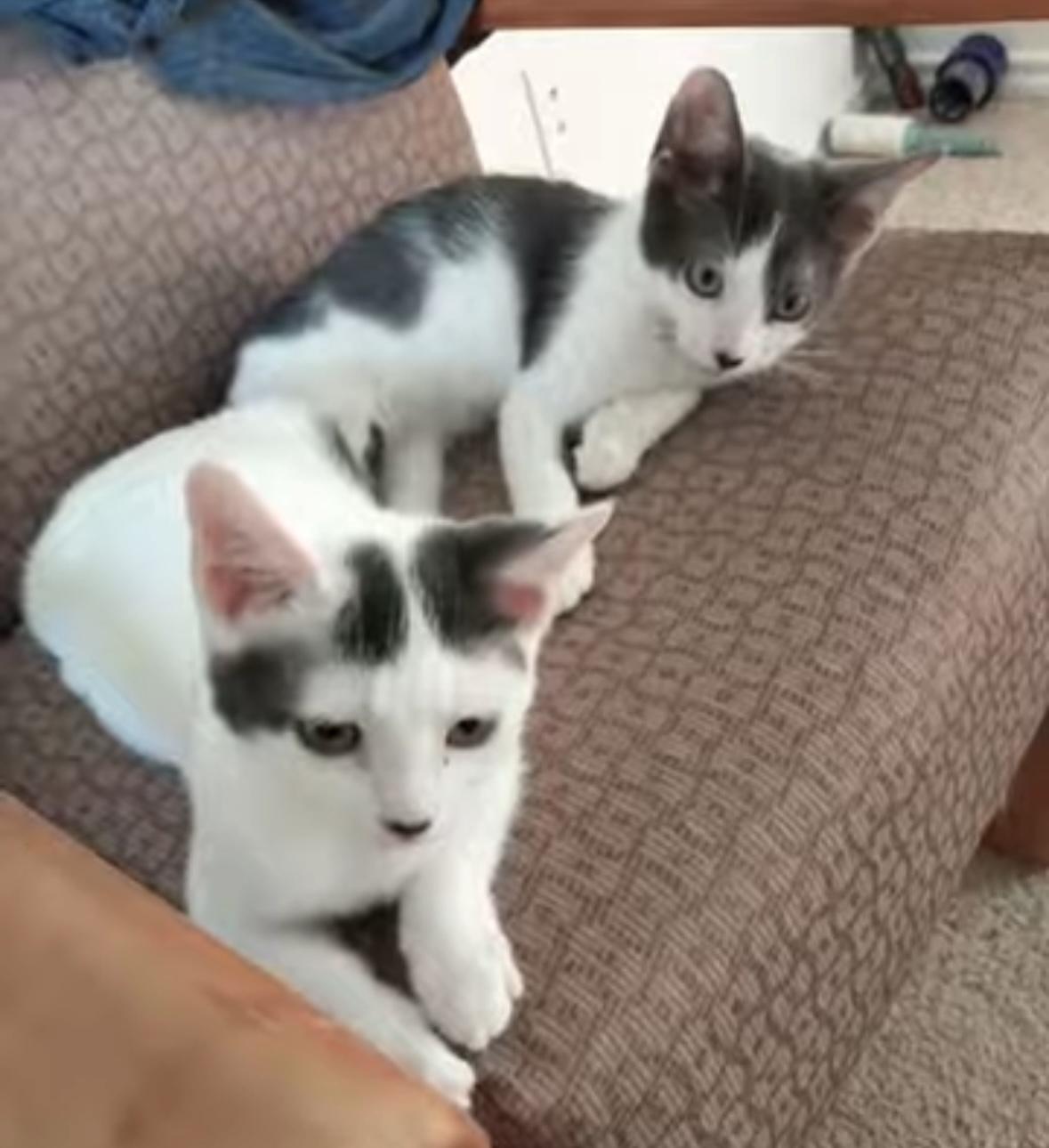 Enlarge Kleya (bonded with Chewie), a Adoptable Domestic Short Hair in Sugar Land, TX image 3/6