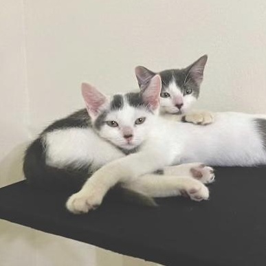 Enlarge Kleya (bonded with Chewie), a Adoptable Domestic Short Hair in Sugar Land, TX image 4/6