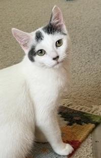 Enlarge Kleya (bonded with Chewie), a Adoptable Domestic Short Hair in Sugar Land, TX image 6/6