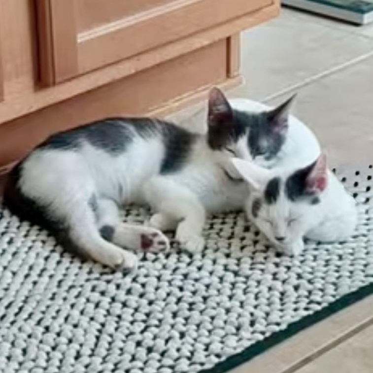 Enlarge Kleya (bonded with Chewie), a Adoptable Domestic Short Hair in Sugar Land, TX image 2/6