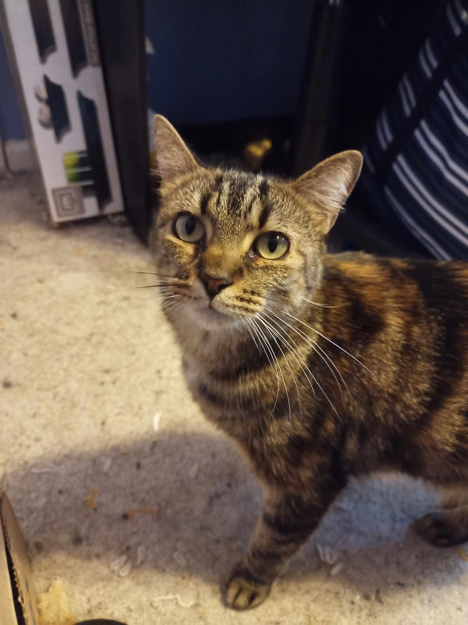 Safari, Adoptable, Young Female Domestic Short Hair.