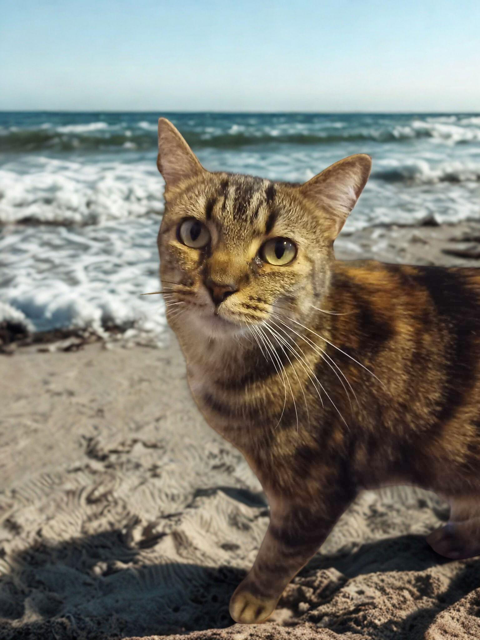 Safari, a Adoptable Domestic Short Hair in Camden, SC image 3/6