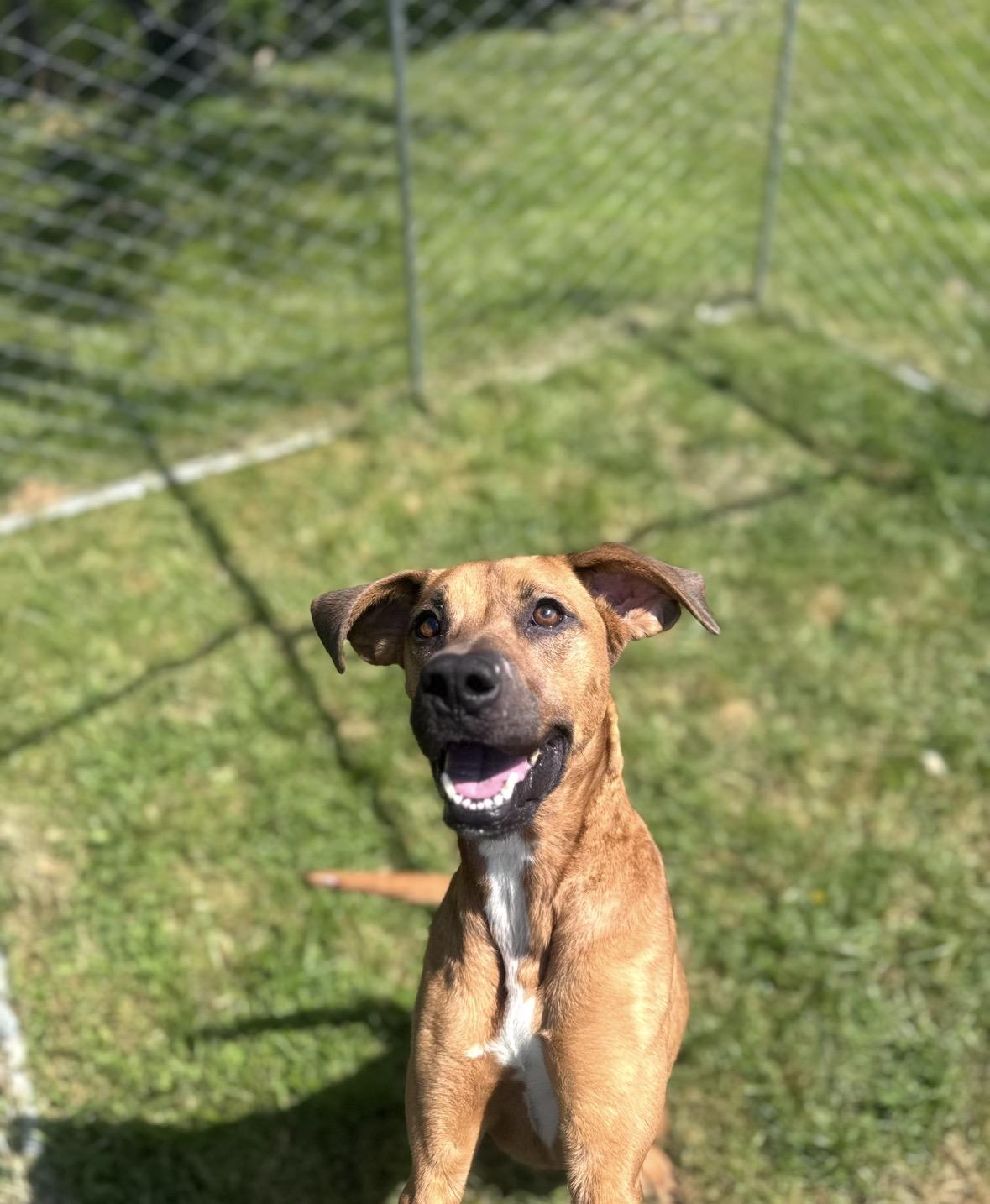 Enlarge Sophia, a Adoptable mixed breed in Hagerstown, MD image 2/2