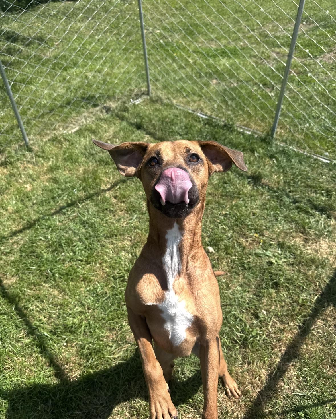 Enlarge Sophia, a Adoptable mixed breed in Hagerstown, MD image 1/2