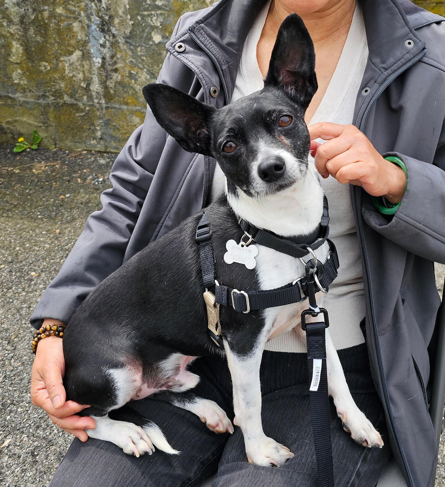 Enlarge Ricky, an adopted mixed breed in Harrison, NY image 3/6