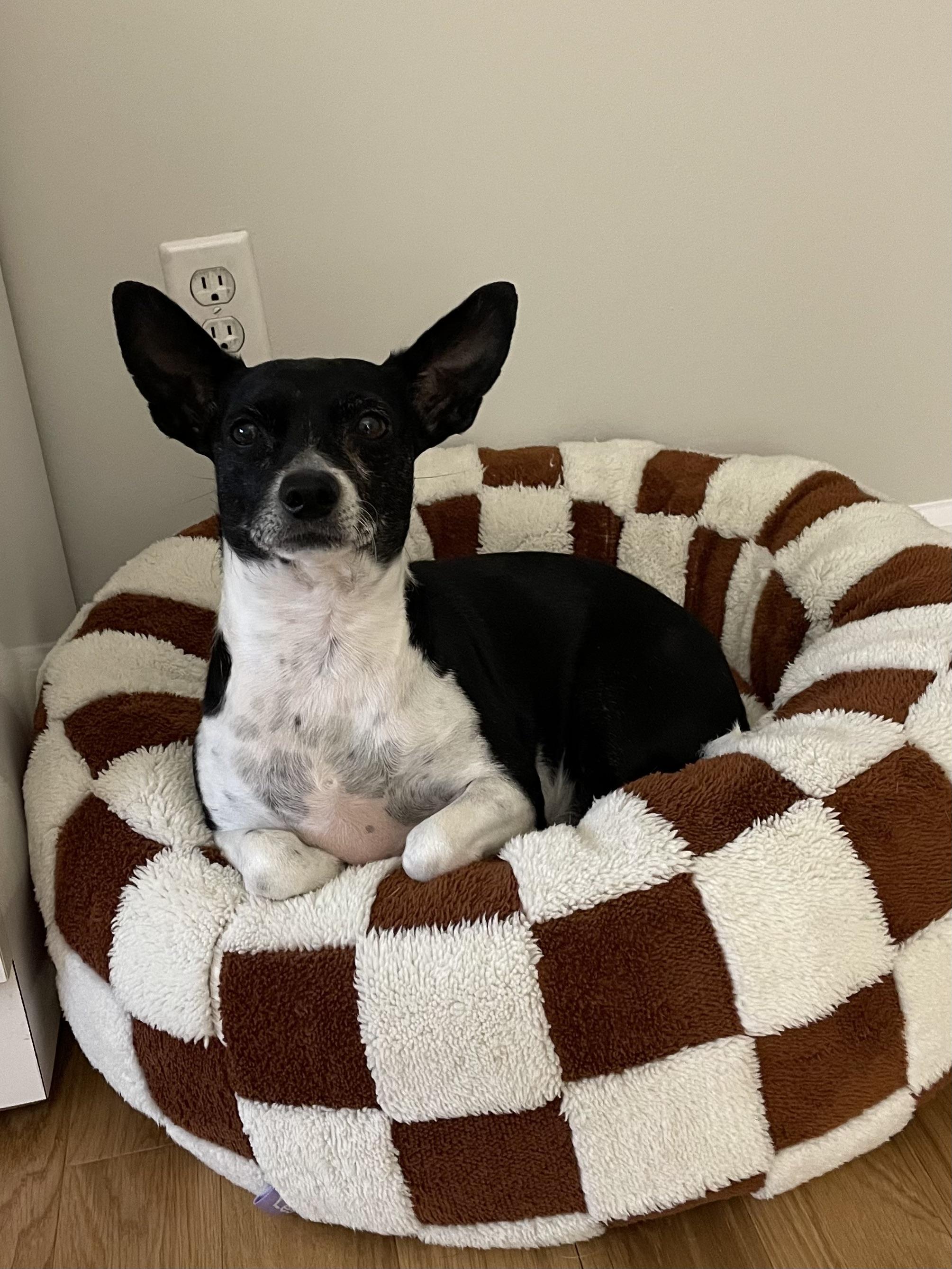 Enlarge Ricky, an adopted mixed breed in Harrison, NY image 2/6
