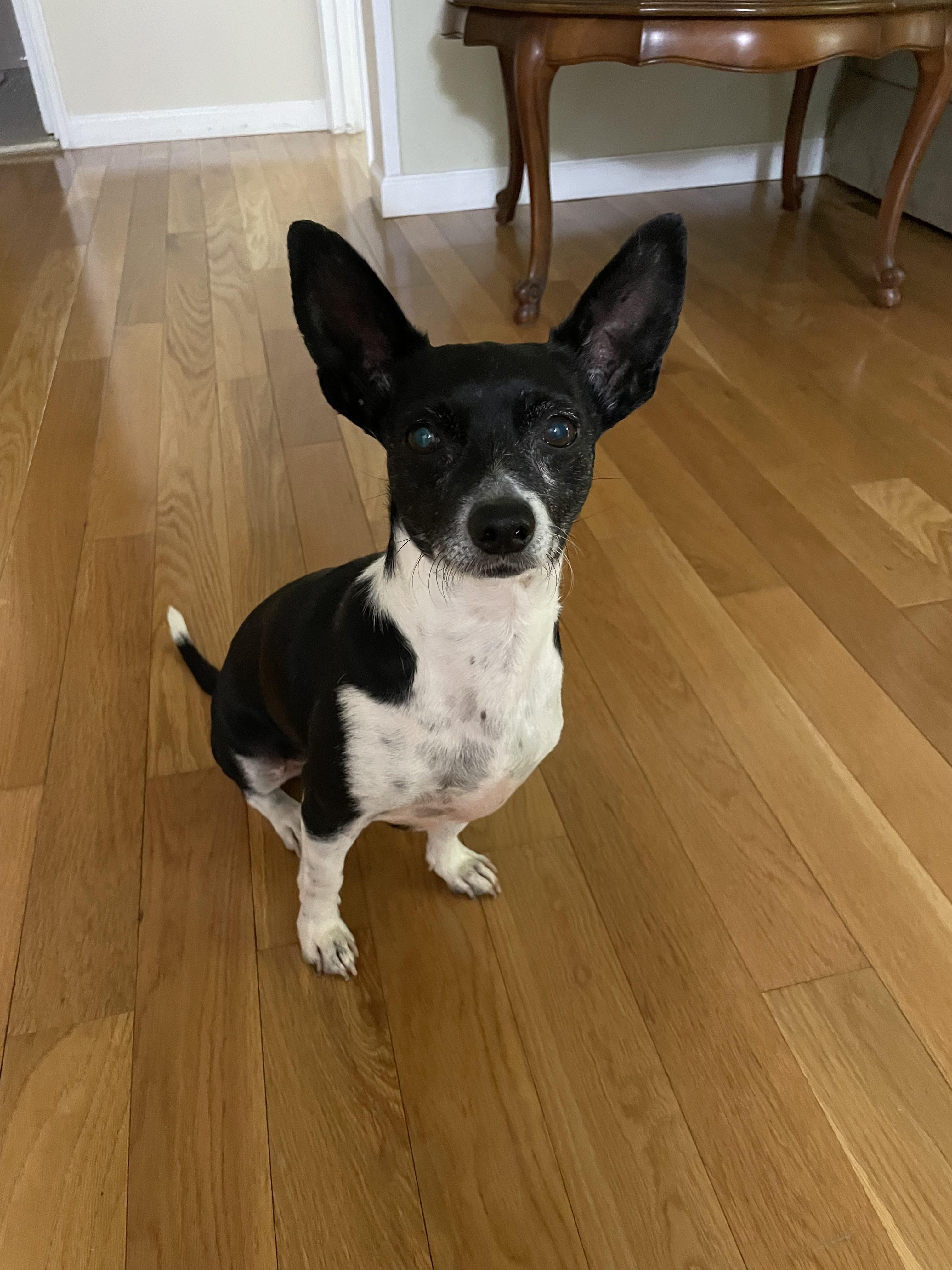 Enlarge Ricky, an adopted mixed breed in Harrison, NY image 1/6