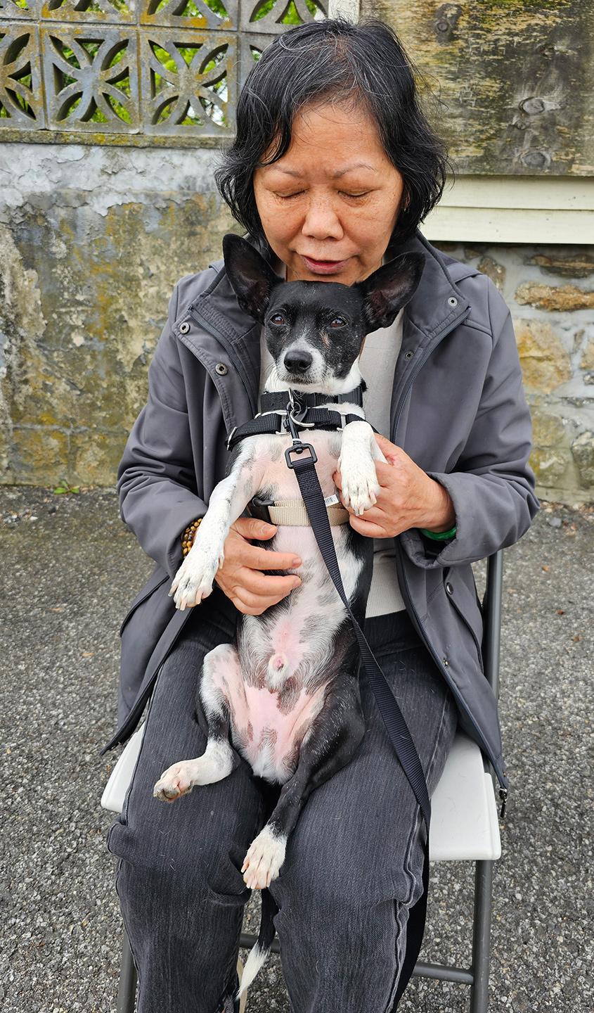 Enlarge Ricky, an adopted mixed breed in Harrison, NY image 4/6