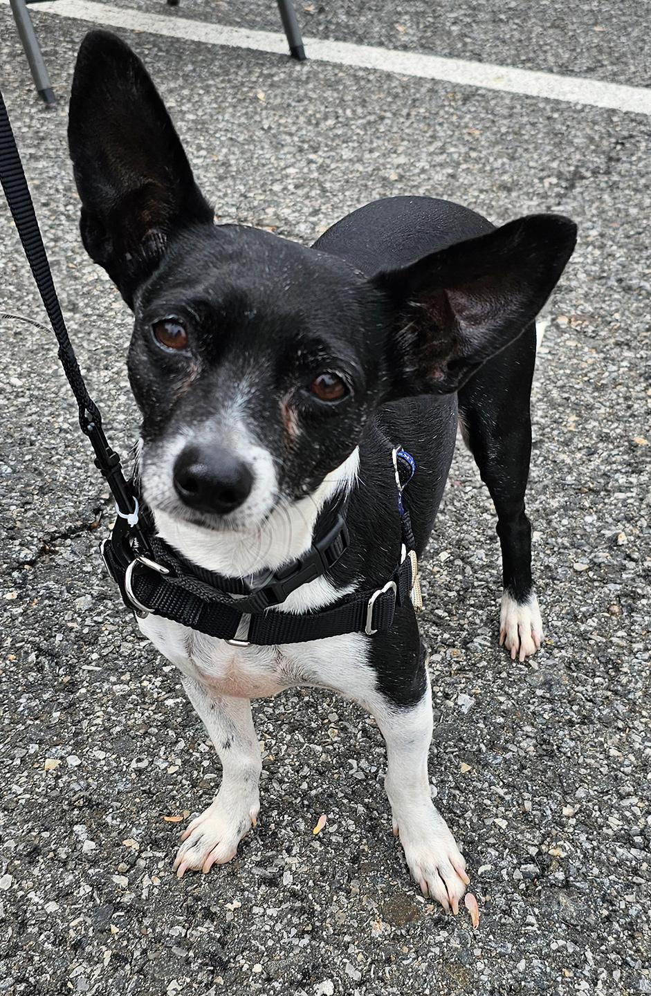 Enlarge Ricky, an adopted mixed breed in Harrison, NY image 6/6