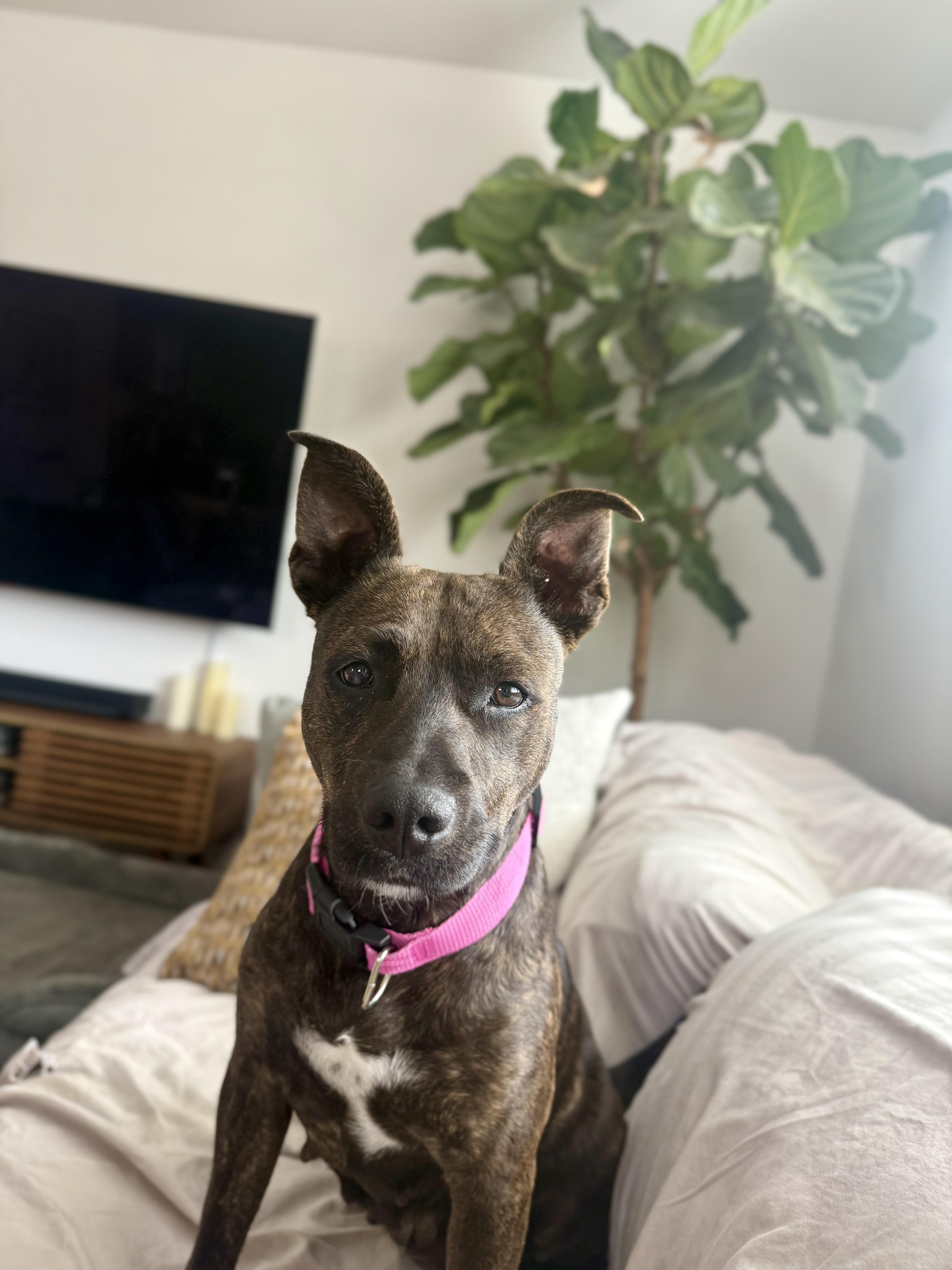 Enlarge Bada, a Adoptable mixed breed in San Diego, CA image 1/6