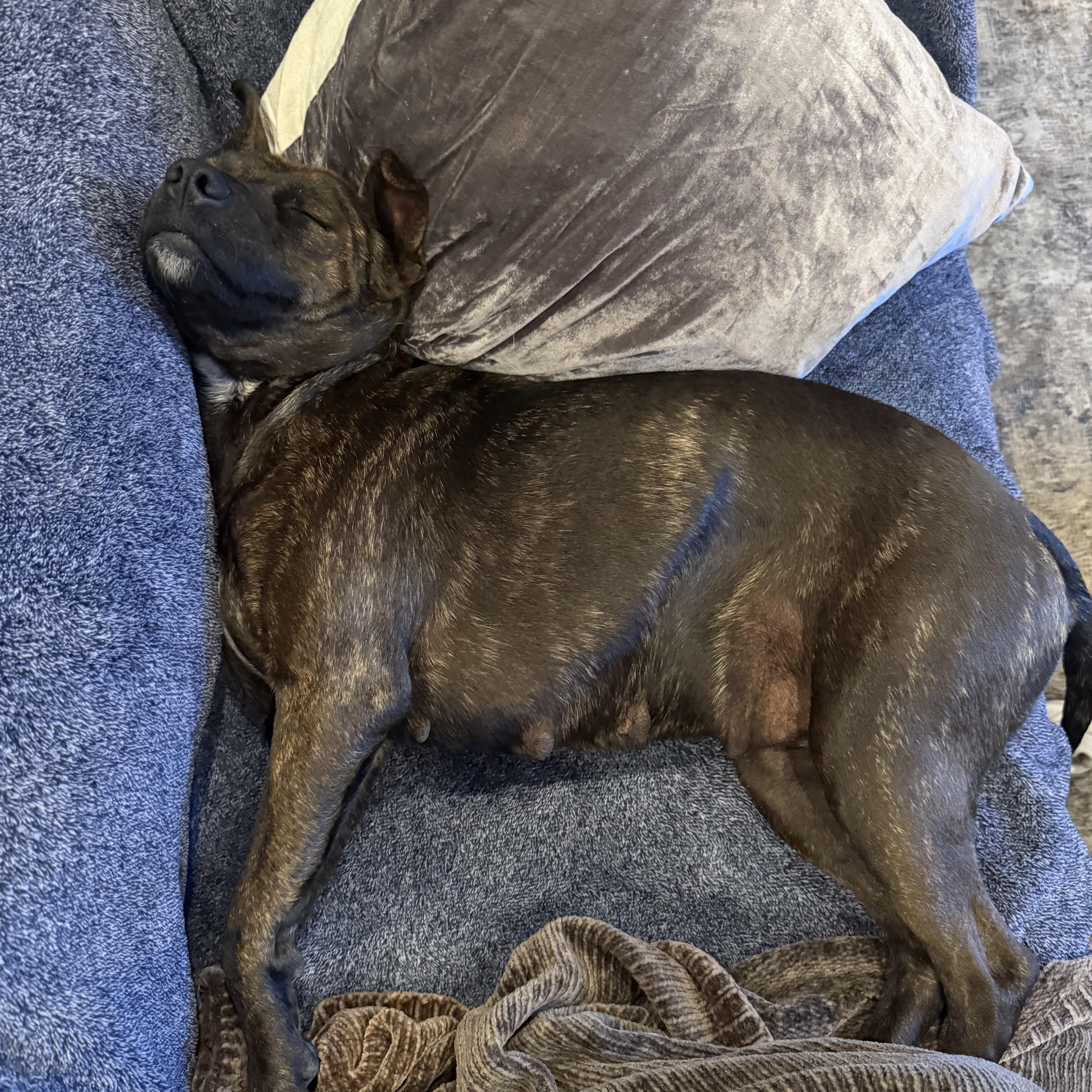 Enlarge Bada, a Adoptable mixed breed in San Diego, CA image 2/6