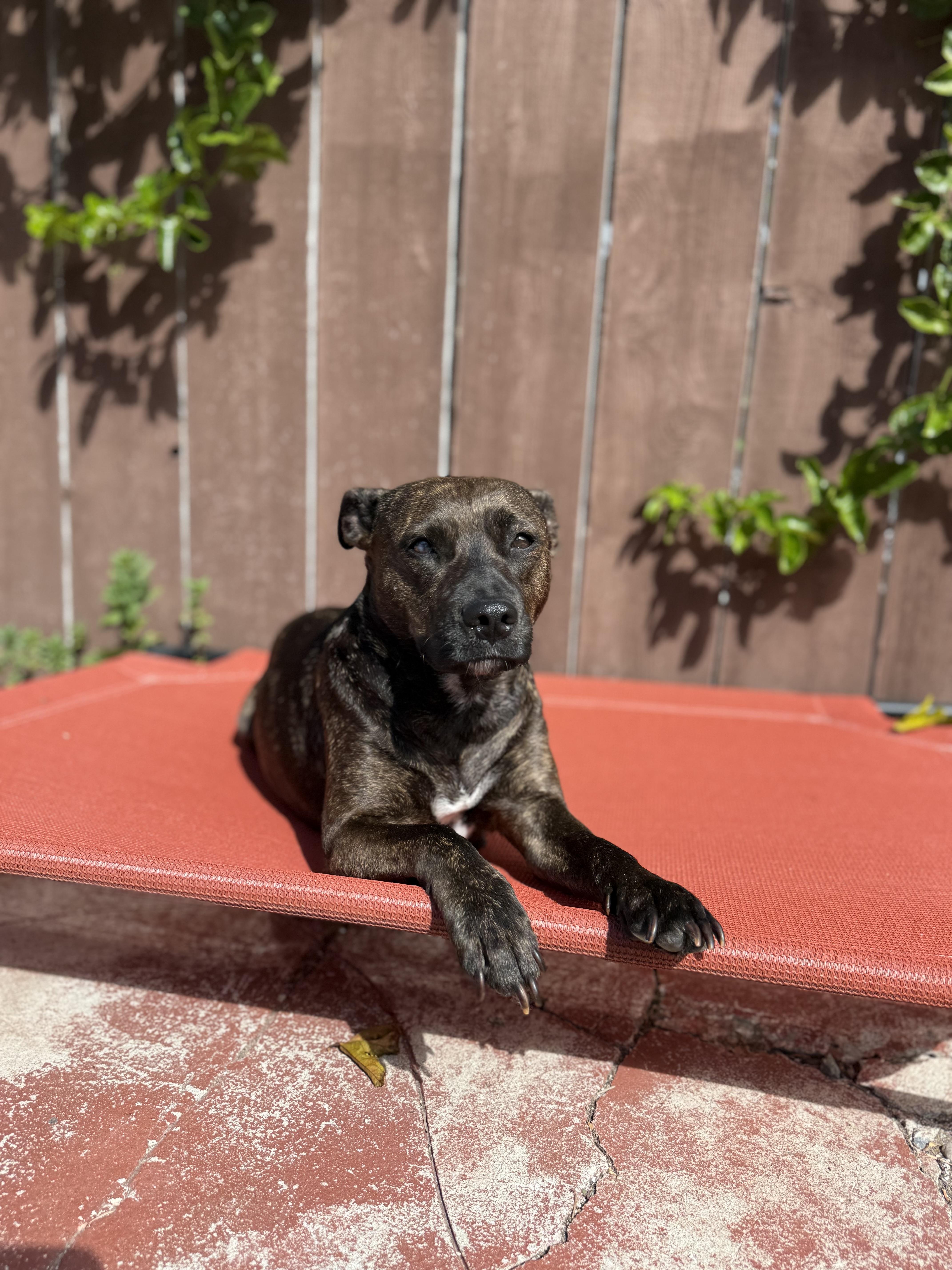 Enlarge Bada, a Adoptable mixed breed in San Diego, CA image 6/6