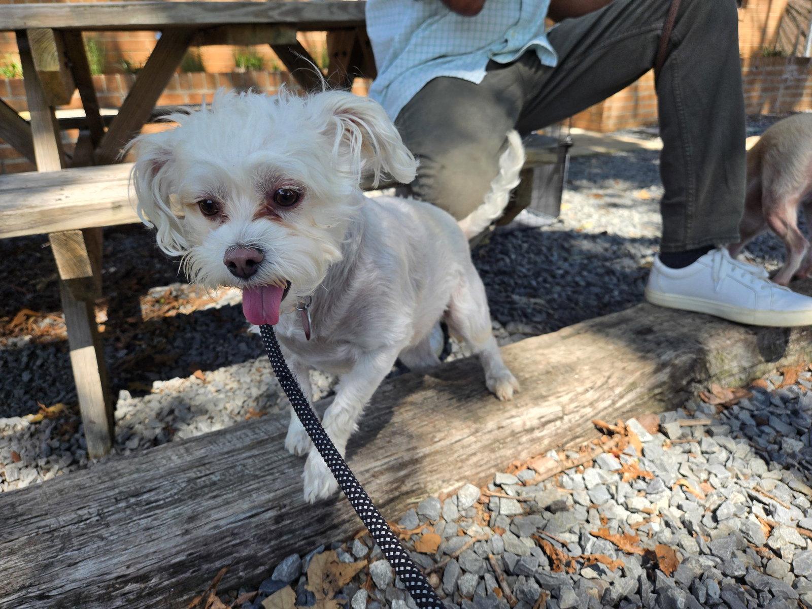 Enlarge Lil' Bit, a Adoptable mixed breed in Albemarle, NC image 2/3