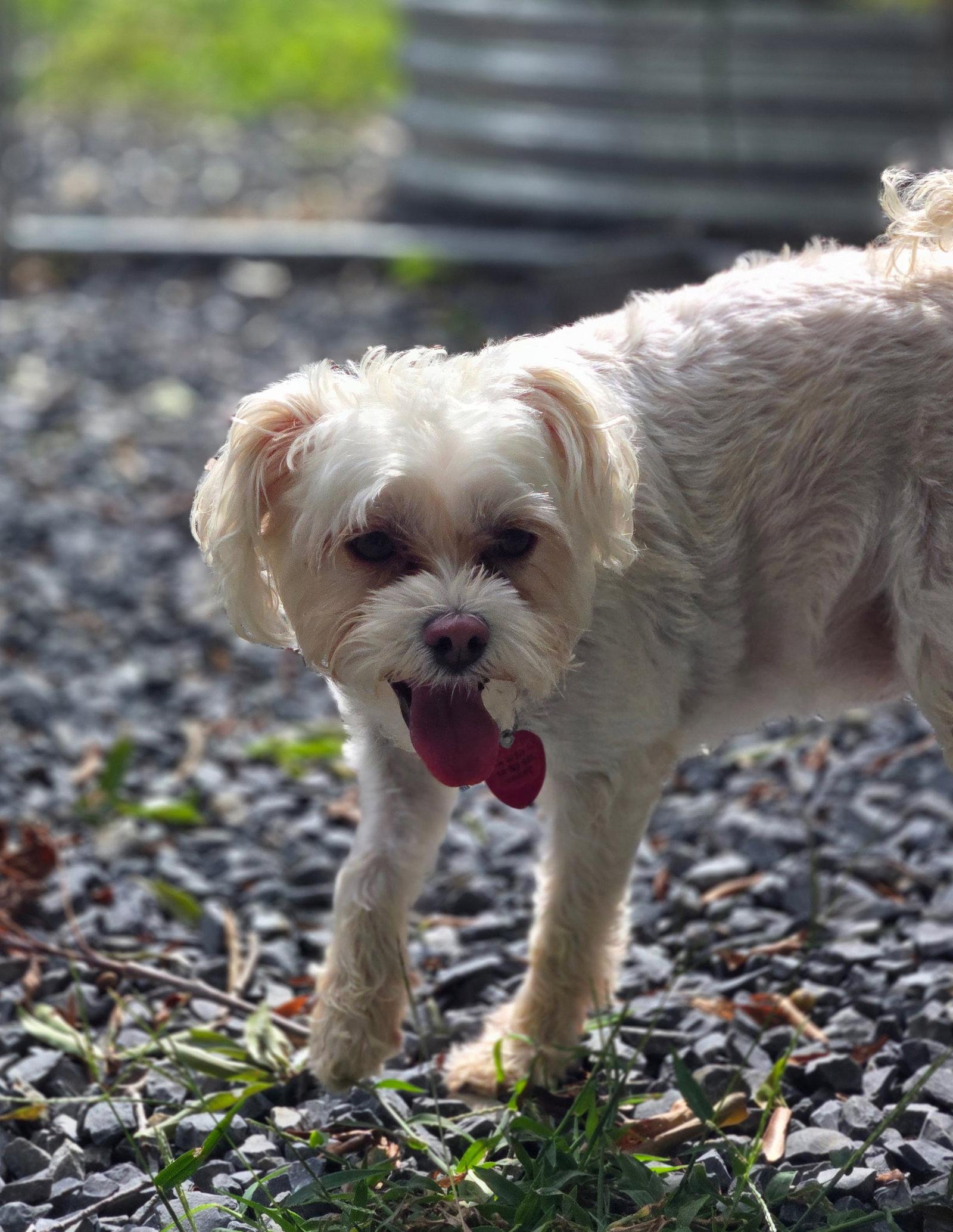 Enlarge Lil' Bit, a Adoptable mixed breed in Albemarle, NC image 3/3