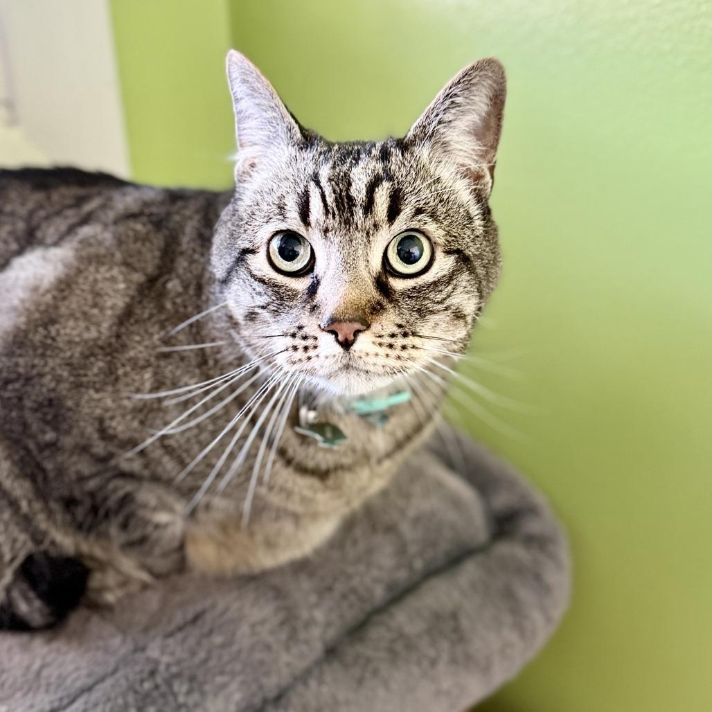 Mazie, a Adoptable Domestic Short Hair in Fresno, CA image 2/6