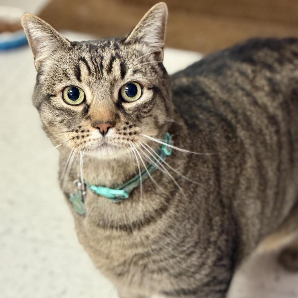 Mazie, a Adoptable Domestic Short Hair in Fresno, CA image 4/6