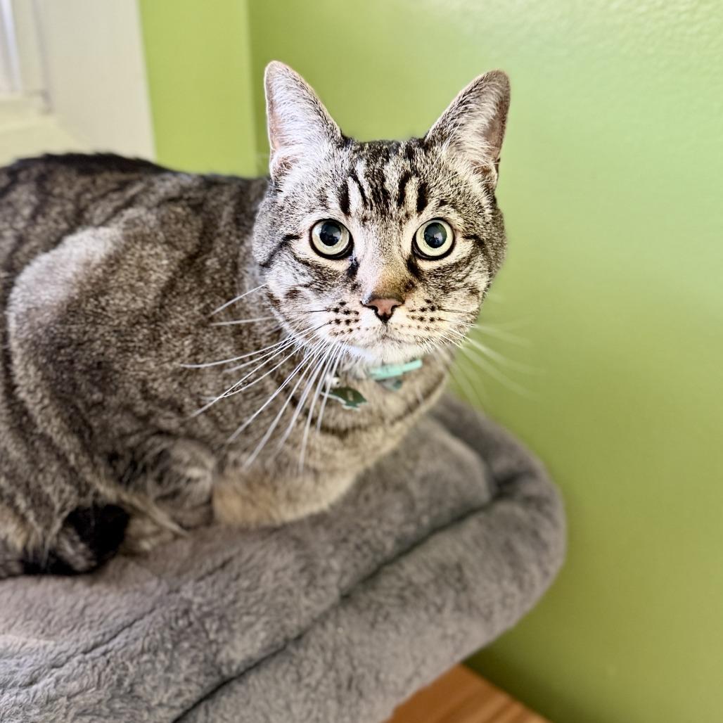 Mazie, a Adoptable Domestic Short Hair in Fresno, CA image 5/6