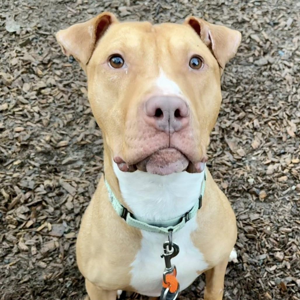 Osta, a Adoptable Pit Bull Terrier in Tacoma, WA image 1/3