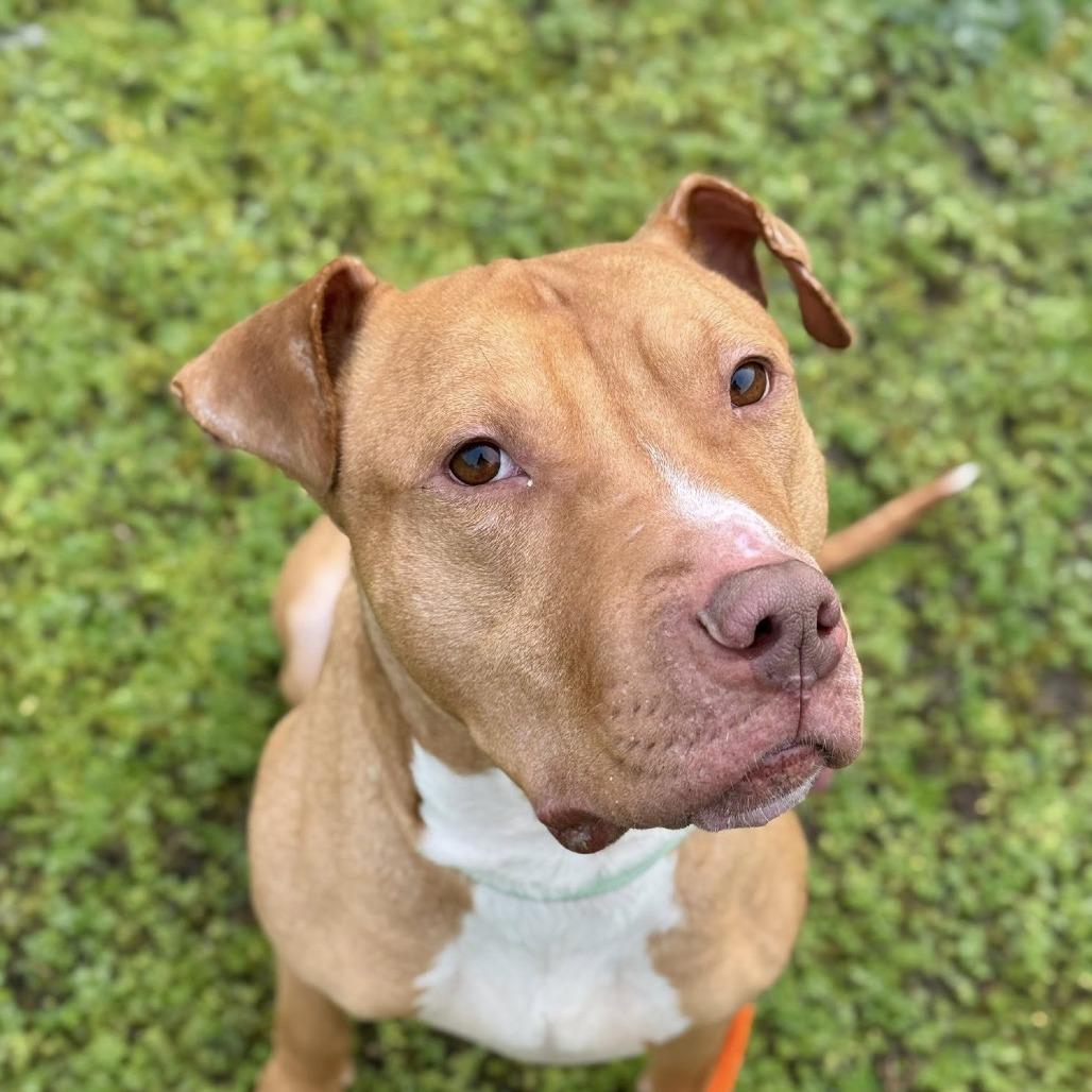 Osta, a Adoptable Pit Bull Terrier in Tacoma, WA image 2/3