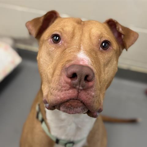 Osta, a Adoptable Pit Bull Terrier in Tacoma, WA image 3/3