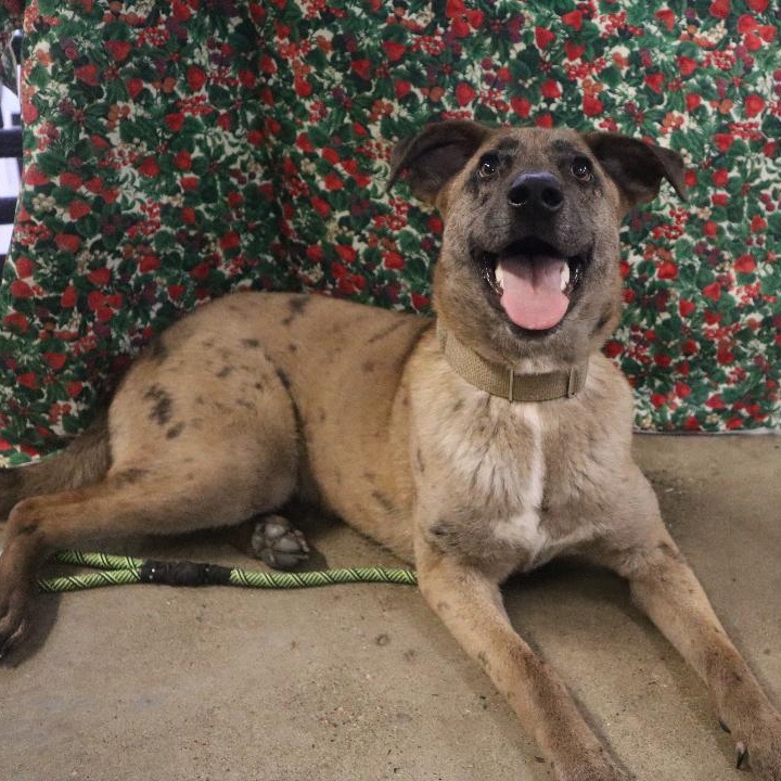 Sasha - Paws Behind Bars Trained, a ADOPTABLE mixed breed in Goshen, KY image 2/3