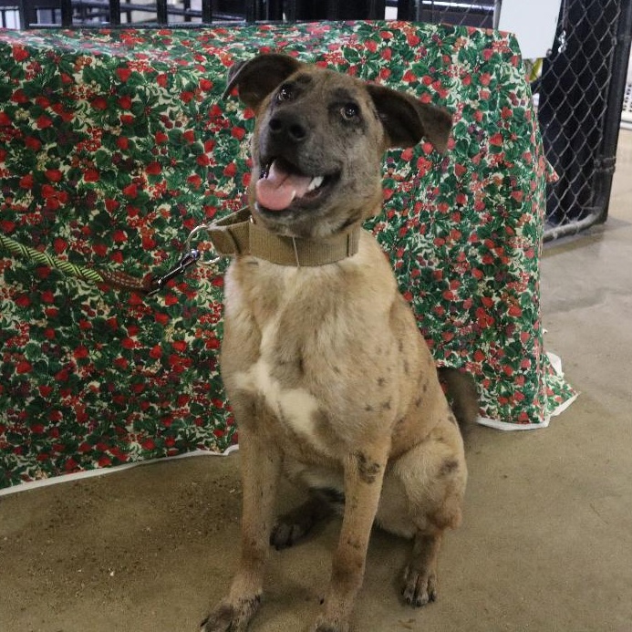 Sasha - Paws Behind Bars Trained, a ADOPTABLE mixed breed in Goshen, KY image 1/3