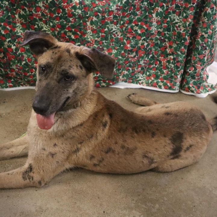 Sasha - Paws Behind Bars Trained, a ADOPTABLE mixed breed in Goshen, KY image 3/3